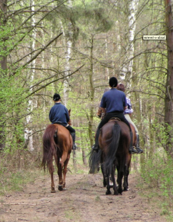 Konno&#x20;przez&#x20;las&#x20;&#x28;foto&#x20;K&#x2e;Polus&#x29;