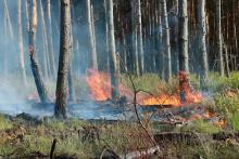 Niebezpieczny pożar lasu