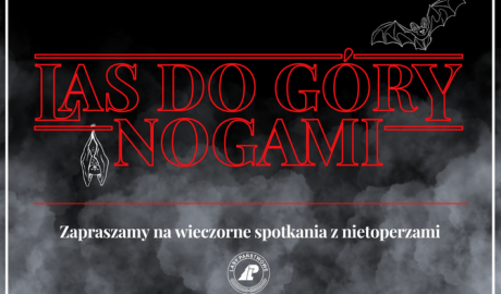 Zobacz “Las do góry nogami”. Leśnicy zapraszają na wieczory z nietoperzami.