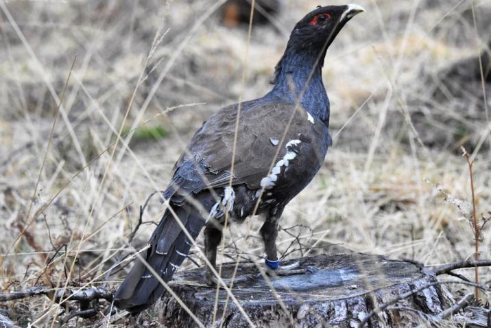 Głuszec&#x20;&#x28;Tetrao&#x20;urogallus&#x29;&#x20;zaobserwowany&#x20;w&#x20;obszarze&#x20;prowadzenia&#x20;działań&#x20;fot&#x2e;J&#x2e;Kazmir