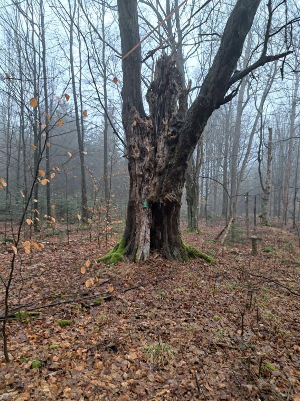 Fot&#x2e;&#x20;Bogdan&#x20;Rchert&#x2e;&#x20;Fotografia&#x20;wykonana&#x20;w&#x20;dniu&#x20;06&#x2e;02&#x2e;2025